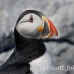 puffin_atlantic_msi_h_2670_can2056.jpg